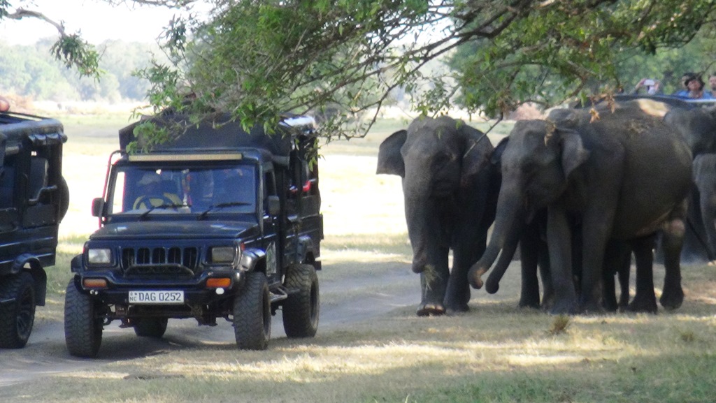 250 Japanese Tourists Visit Minneriya to Watch Wild Elephants